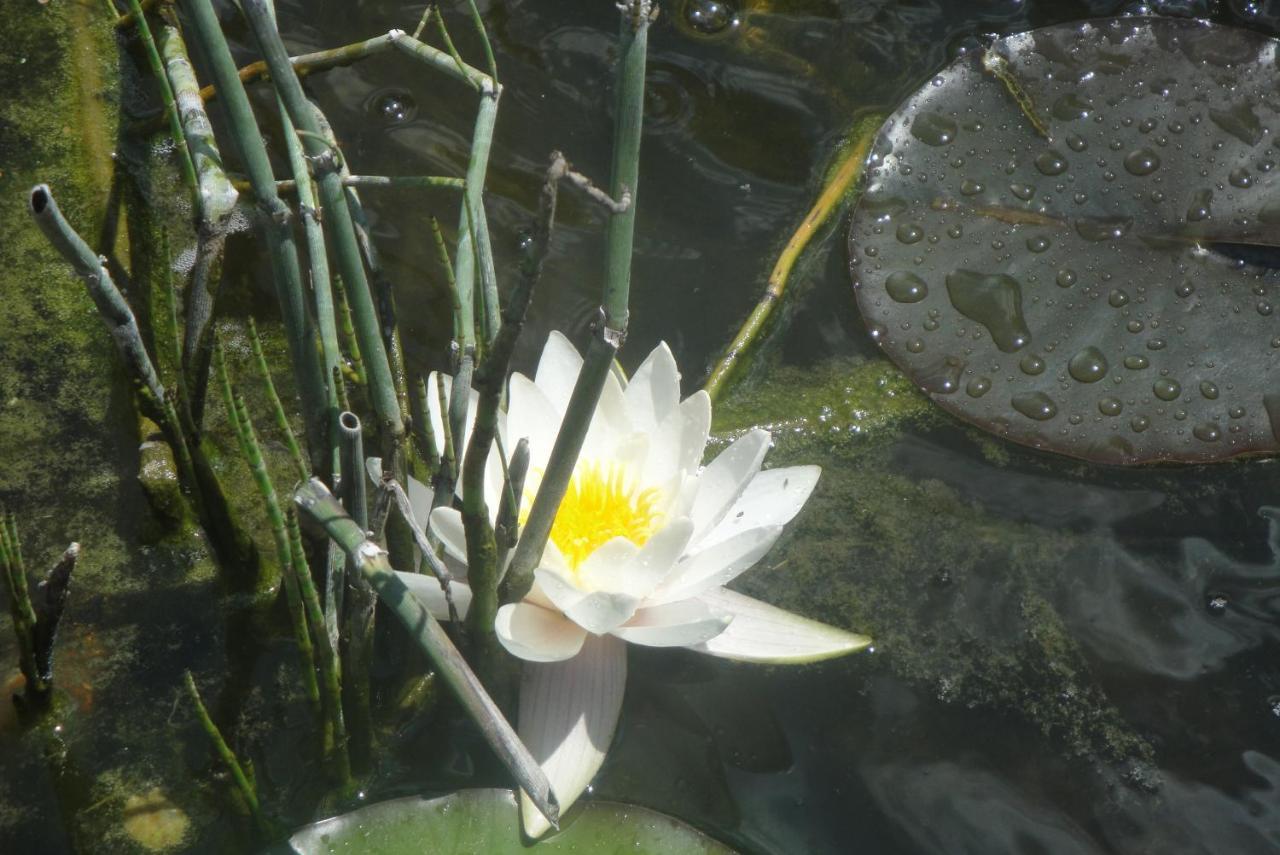 Le Jardin Des Secrets Bed & Breakfast La Voivre  Luaran gambar